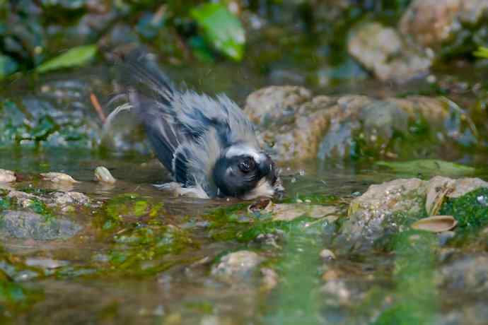 锡嘴雀与大山雀