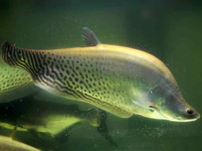 鱼类活化石：铠甲弓背鱼