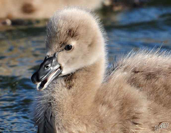 大年初四  天鹅戏水