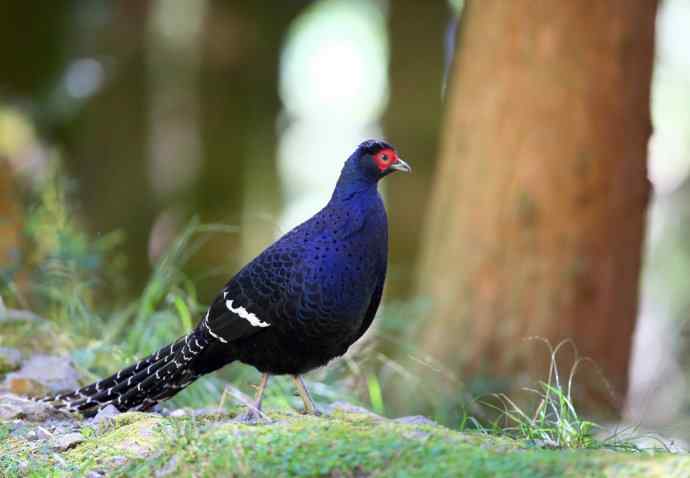 台湾特有鸟类——黑长尾雉（帝雉）
