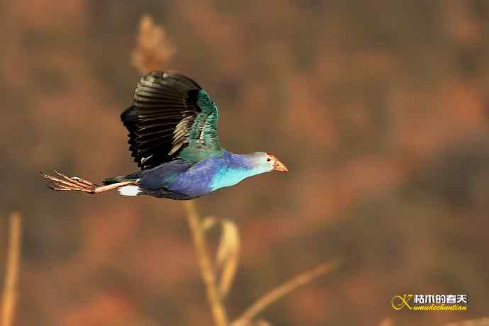 云南拍鸟：紫水鸡