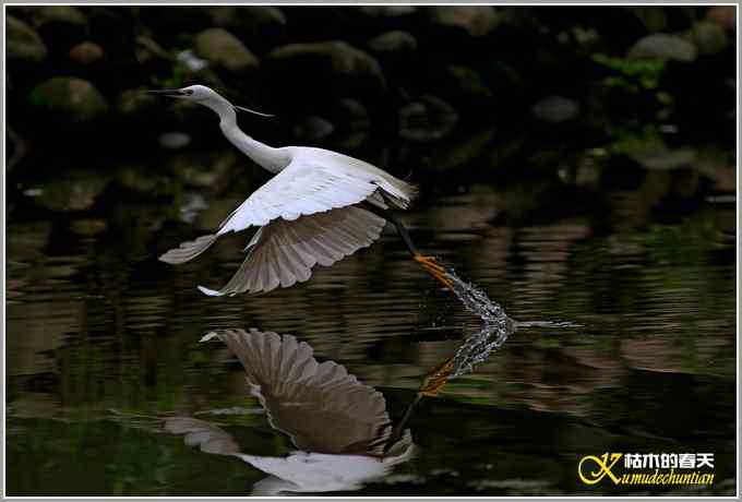 鹭&bull;鹭&bull;鹭&bull;&bull;&bull;&bull;&bull;&bull;&bull;【照片】