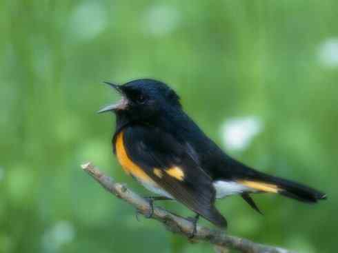 家禽驯化之源之二十七