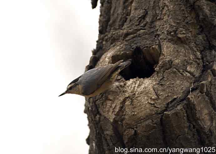 黑头鳾（shi）的小家