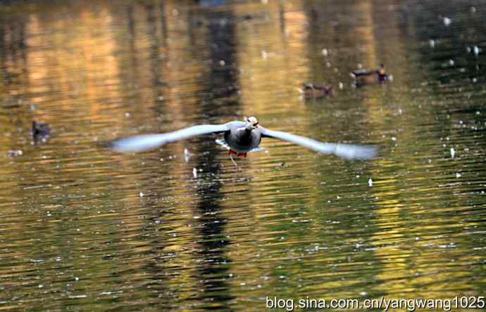 杂片(抓拍) 杂片(抓拍)