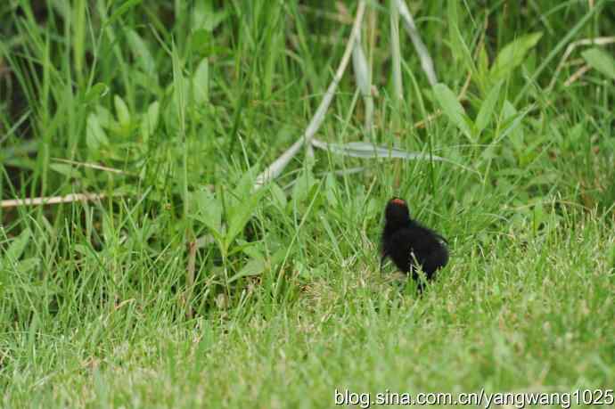 北京奥林匹克公园的鸟类——黑水鸡 2