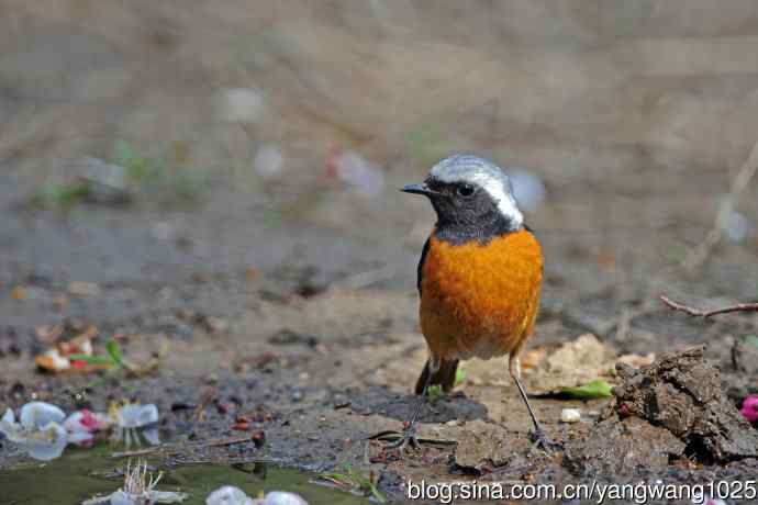 雄性北红尾鸲（32）