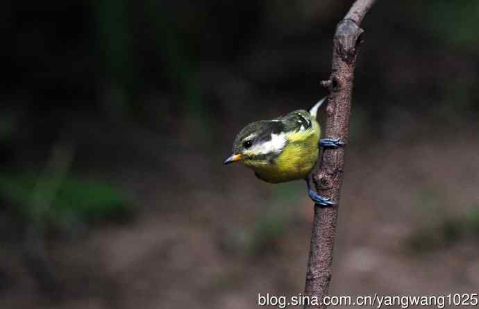 黄腹山雀（10）