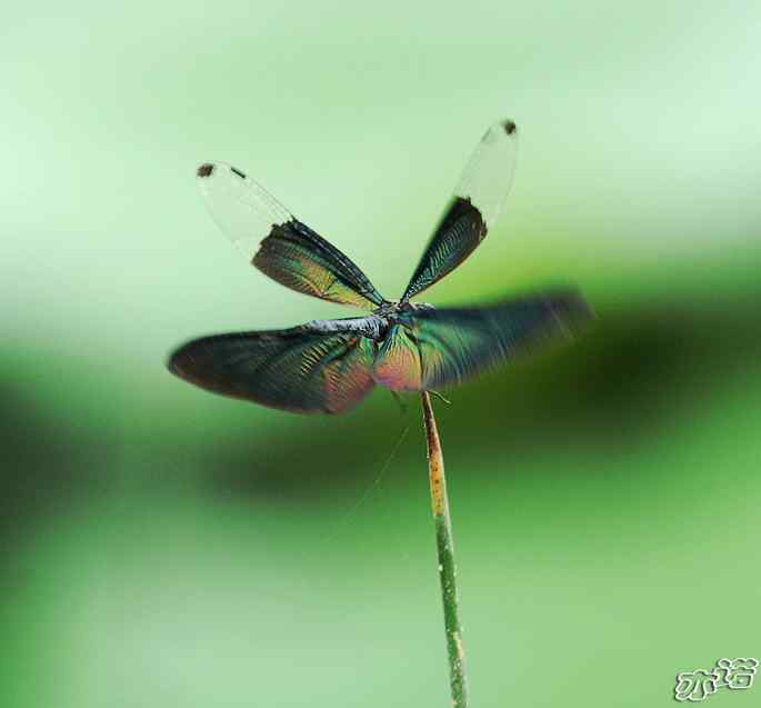 圆明园&nbsp;wbr路&nbsp;wbr黑丽翅蜻鈥斺敽商裂蘧