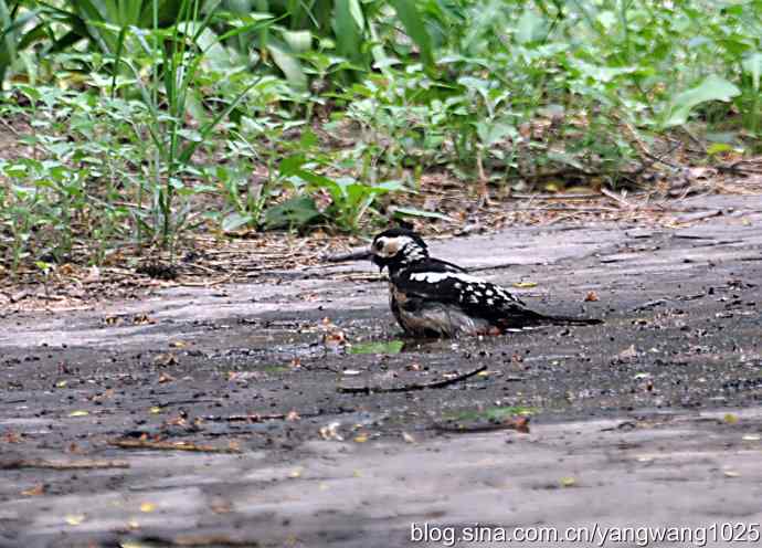您见过啄木鸟洗澡吗？（记录版）