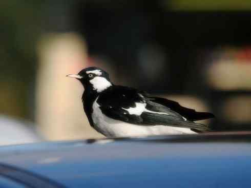 雀鸟也彪悍：角斗士（鹊鹨）