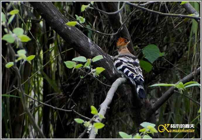一组鸟片（3月25日）