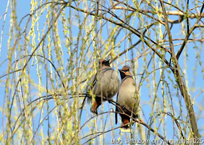 成双成对太平鸟 成双成对太平鸟