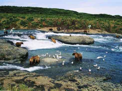十大喜食蜂蜜动物:棕熊 十大喜食蜂蜜动物:棕熊