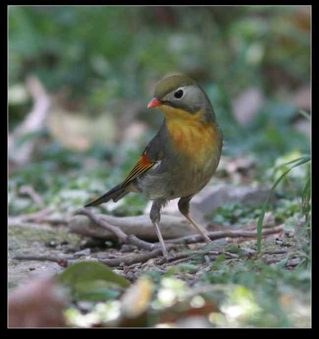 寻找红嘴相思鸟 寻找红嘴相思鸟