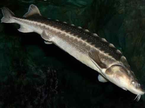 鱼类活化石：中华鲟