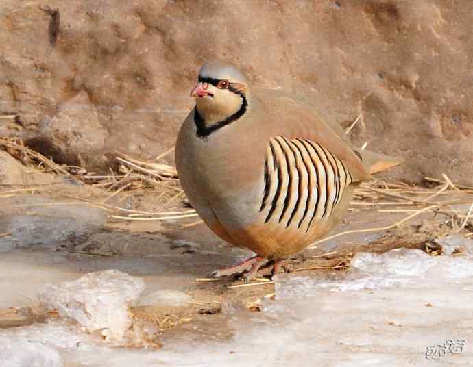 永定河峡谷拍鸟——石鸡