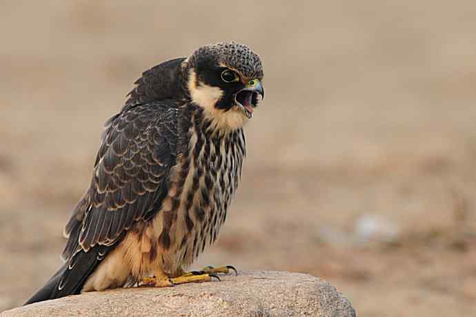 诠释燕隼“吐食丸”的全过程