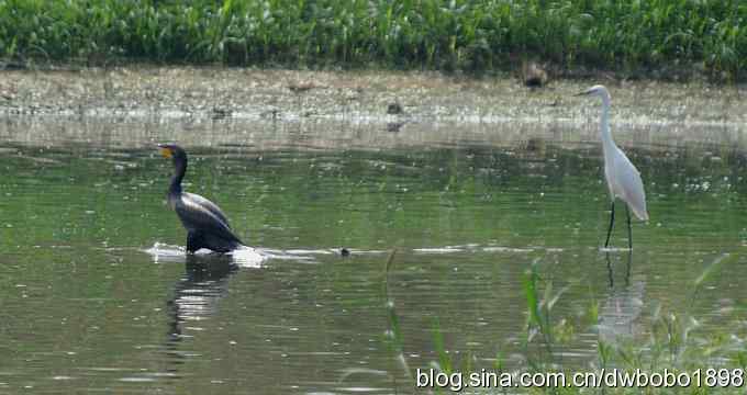 沙河水鸟乐拍 沙河水鸟乐拍