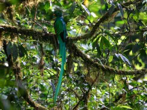 鸟类之最：凤尾绿咬鹃