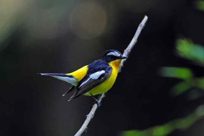 雄性白眉姬鹟(17) 雄性白眉姬鹟(17)