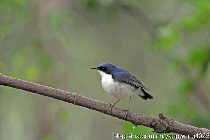 雄性蓝歌鸲（13）