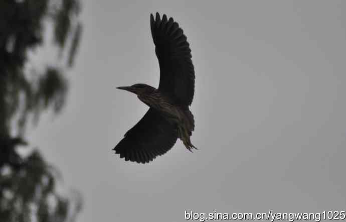 飞(夜鹭) wbr6 飞(夜鹭) wbr6