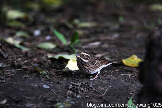 北京天坛公园的鸟类——黄眉鹀（7）