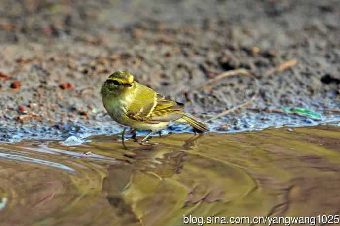 黄腰柳莺（17）