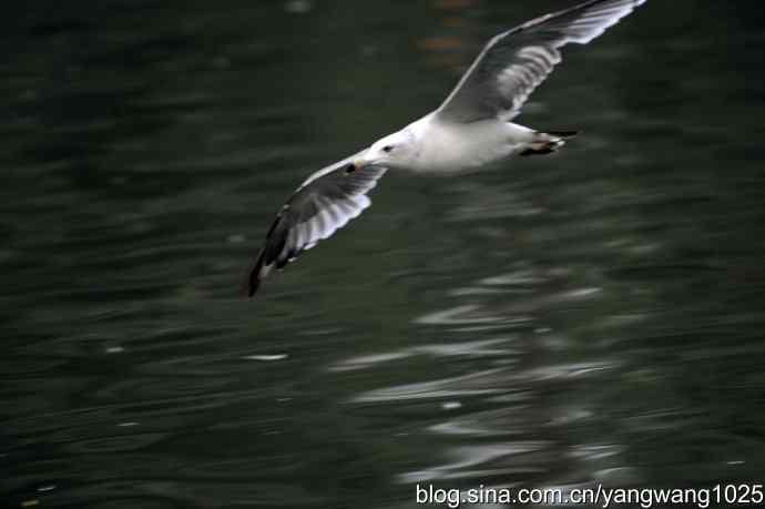 杂片（斑头雁、海鸥、夜鹭）