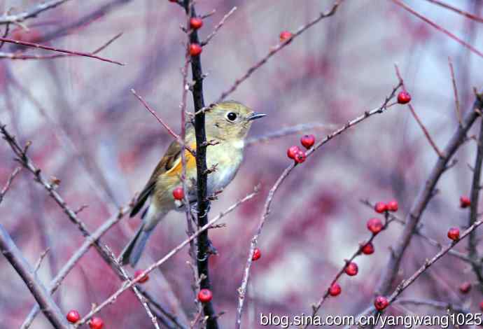 雌性红胁蓝尾鸲（37）
