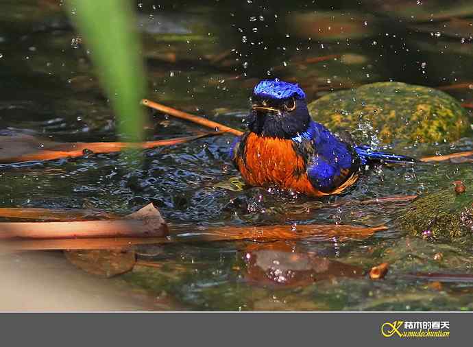 棕腹仙鹟的沐浴秀【实拍】