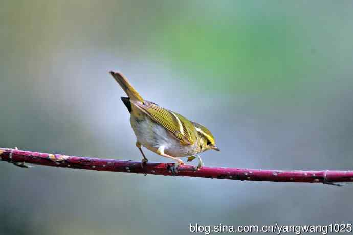 黄腰柳莺(22) 黄腰柳莺(22)