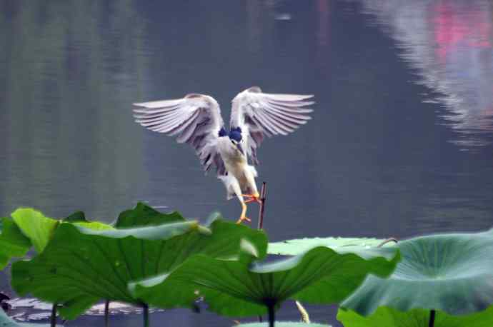 北海公园的夜鹭 wbr4