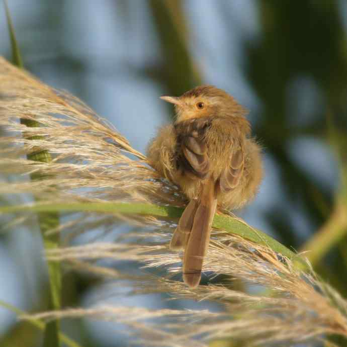 近几天拍到的鸟（拍鸟季来了鈥斺敼！）