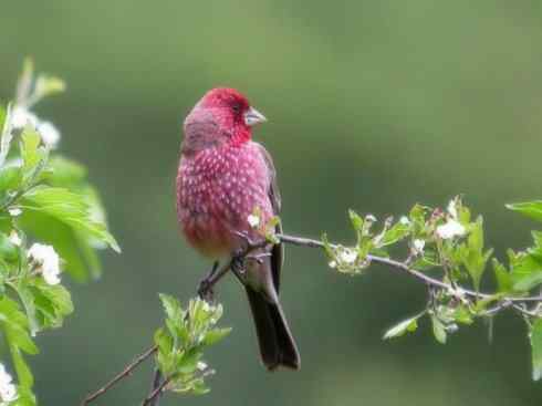 美丽无罪：雀鸟之雀类