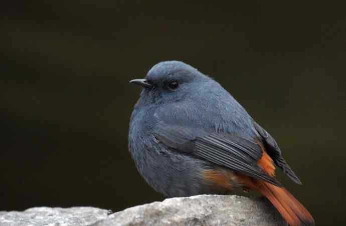 圆滚滚的红尾水鸲
