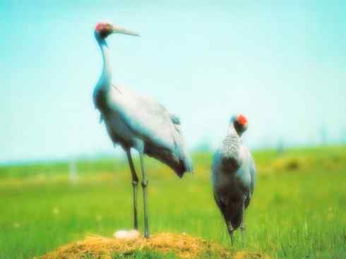 白头鸟系列：另类的美丽7（鸻鹬）