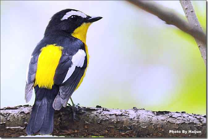  点击图片或使用键盘← →翻页