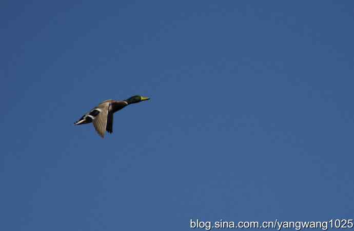 飞 wbr（绿头鸭）