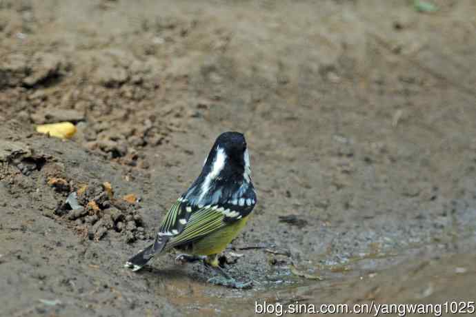 杂片(黄腹山雀、暗绿绣眼鸟、雌性红胁蓝尾鸲、黄腰柳莺) 杂片(黄腹山雀、暗绿绣眼鸟、雌性红胁蓝尾鸲、黄腰柳莺)