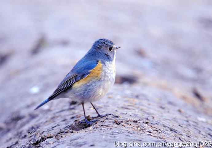 雄性红胁蓝尾鸲（4）