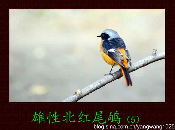 雄性北红尾鸲（5）