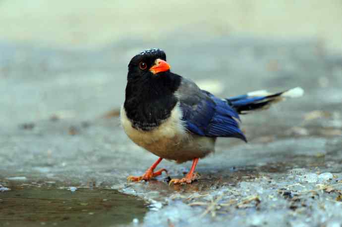 秃尾巴的红嘴蓝鹊