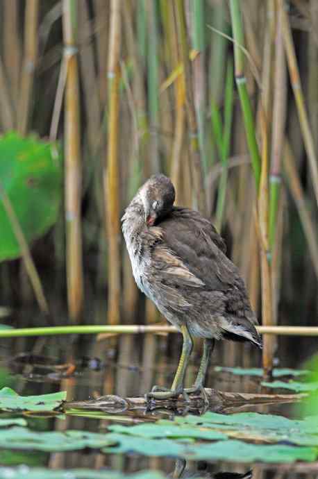 黑水鸡（亚成）