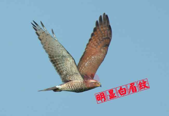 猛禽大全——中国东部地区27种迁徙类猛禽辨识