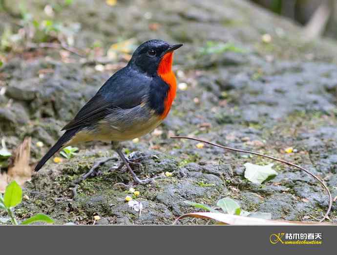 拍到鈥溄鹦馗桊垛