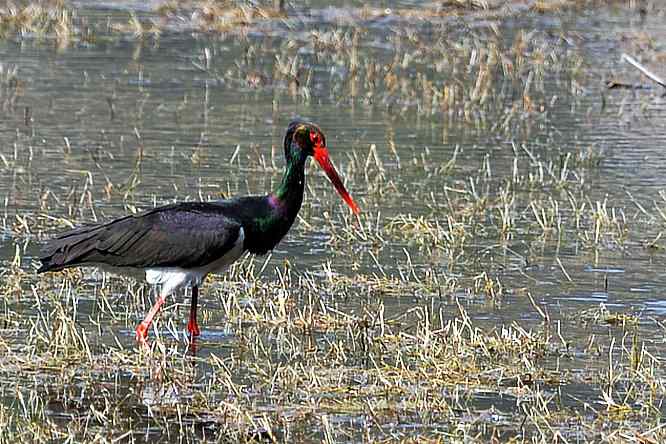 黑鹳很绚丽 后果很斑斓
