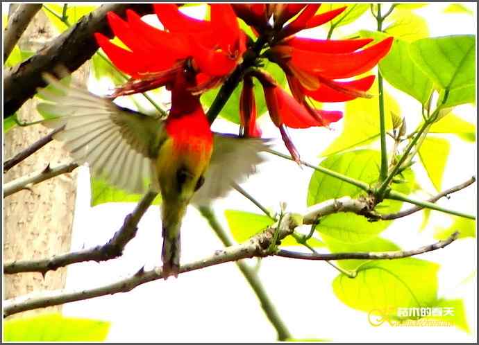 飞翔的鈥溙裟疋潯菊掌