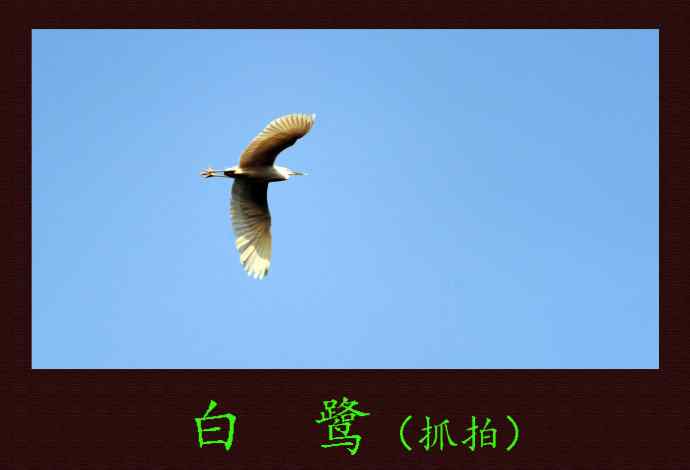 白鹭（抓拍）